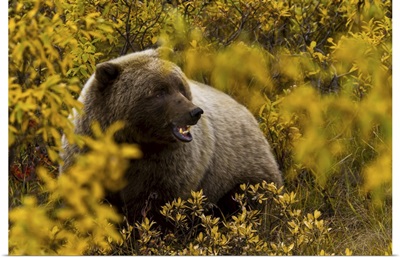 Portrait Of An Alaskan Brown Bear Amid Fall Foliage