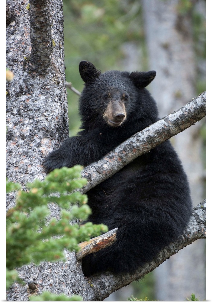 Portrait of an American black bear cub (Ursus americanus) looking at camera and climbing a tree in Yellowstone National Pa...