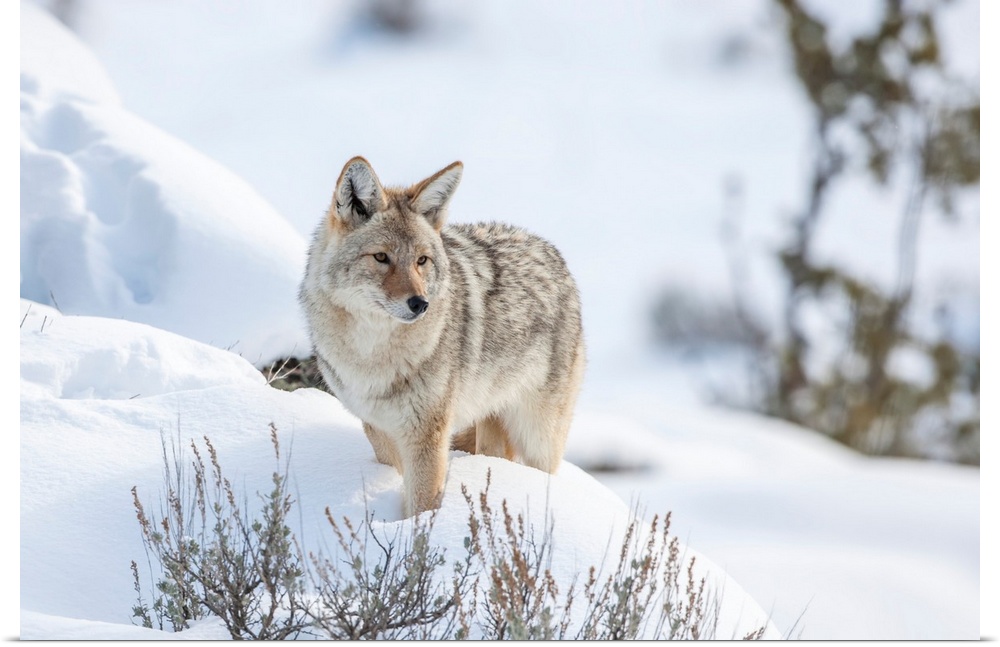 Portrait of coyote (Canis latrans) standing in a snowbank keeping watch over the wintry landscape, Montana, United States ...
