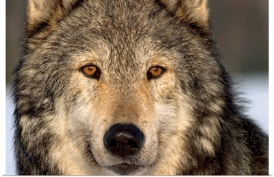 Portrait of Grey Wolf Captive Alaska SE Winter
