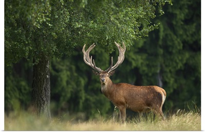 Portrait Of Red Deer, Germany