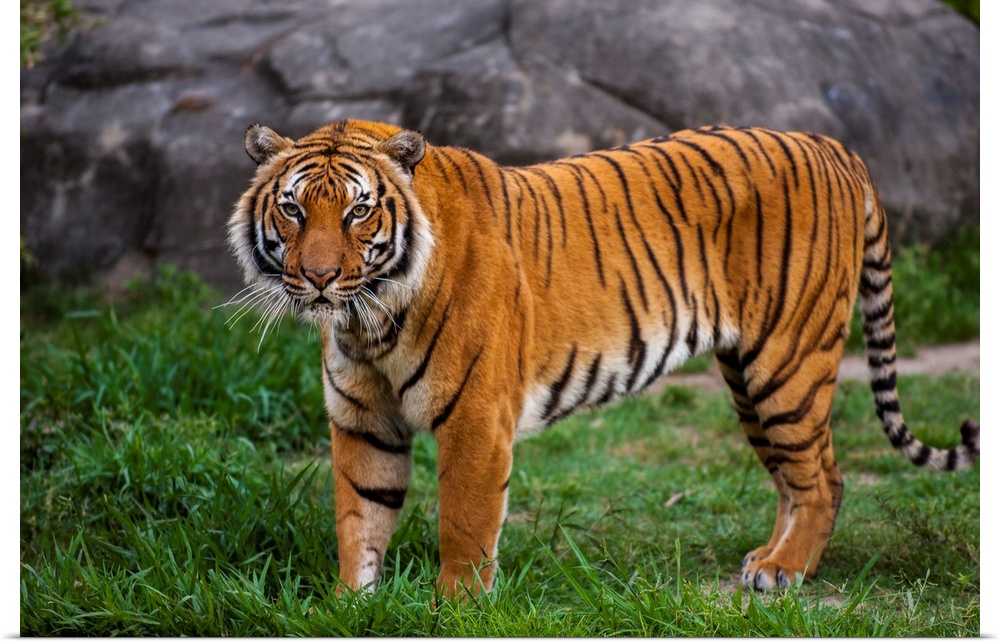 Portrait of the Indochinese tiger (panthera tigris corbetti) standing in its enclosure at a zoo, an endangered animal, Hou...