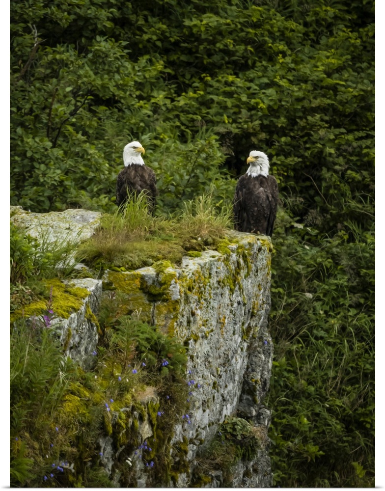 Bald Eagles (Haliaeetus leucocephalus) on top of a boulder in Kinak Bay, Katmai National Park, Alaska