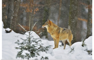 Portrait Of Wolf In Winter, Neuschonau, Bavarian Forest National Park, Bavaria, Germany