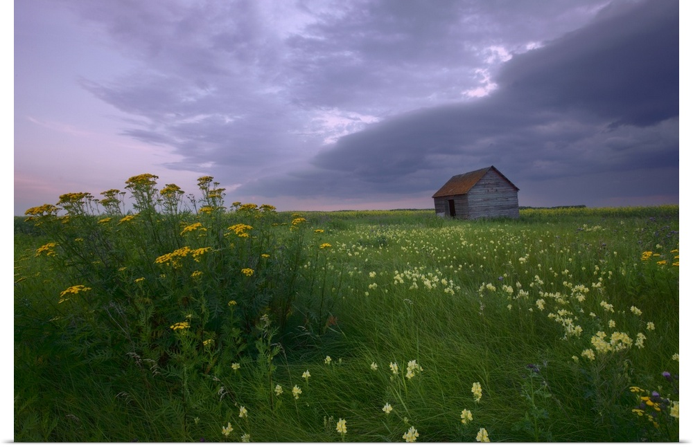 Prairie Wildflowers And An Old Farm Granary, Central Alberta, Canada