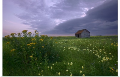 Prairie Wildflowers And An Old Farm Granary, Central Alberta, Canada