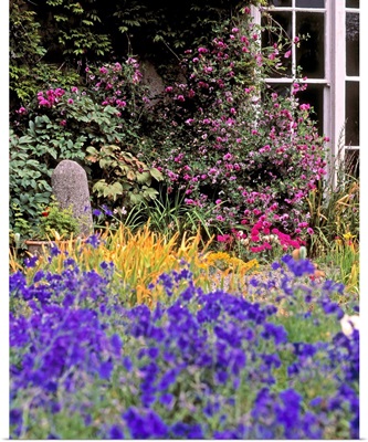Primrose Hill, Lucan, Co Dublin, Ireland; Lobelia Flowers