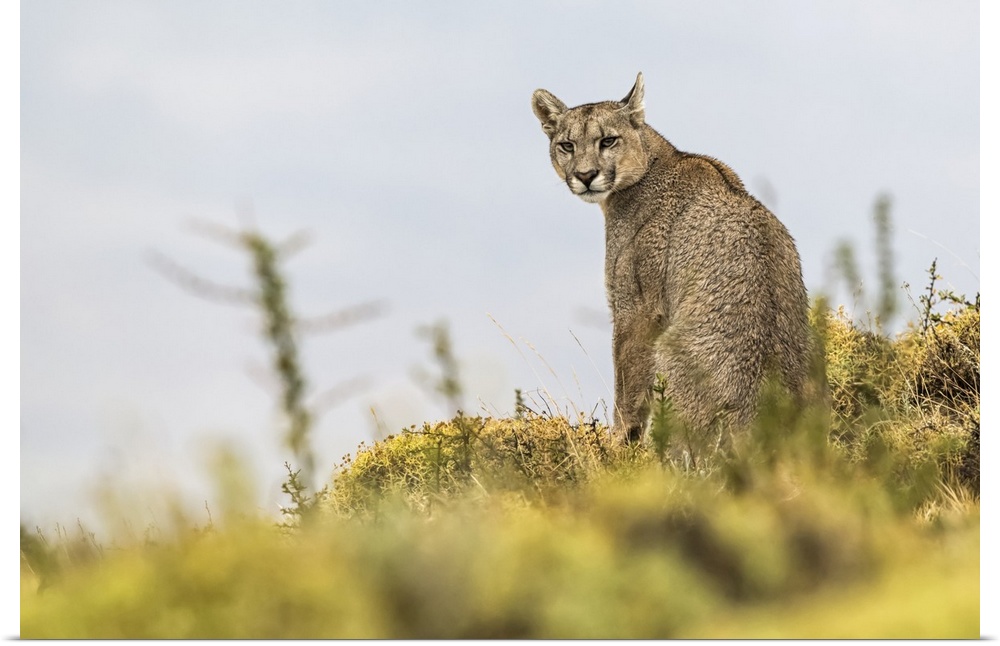 Puma sitting and looking back at the camera, Southern Chile; Chile