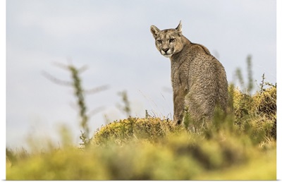 Puma Sitting And Looking Back At The Camera, Southern Chile, Chile