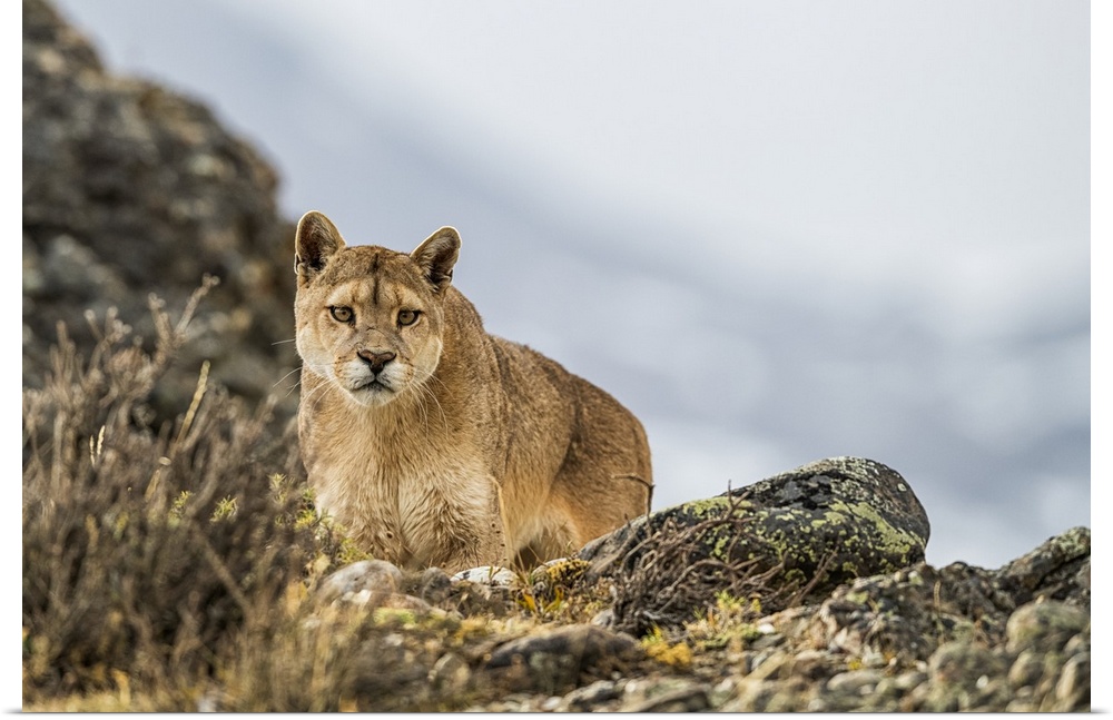 Puma standing in the landscape in Southern Chile; Chile
