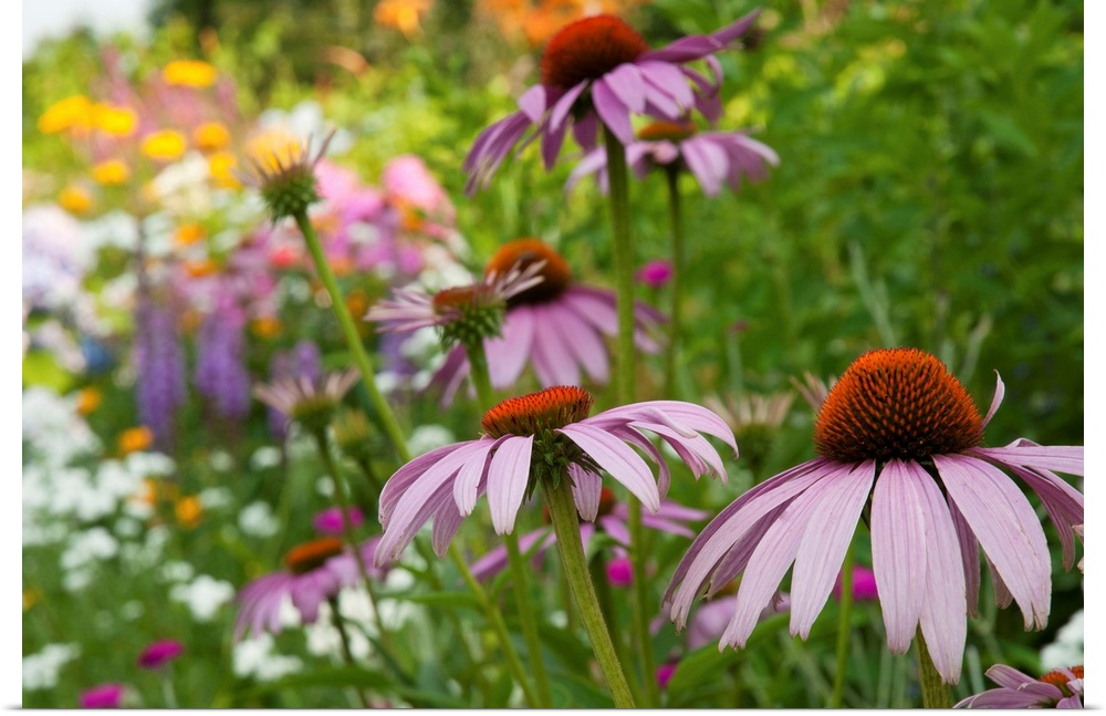 Purple coneflower and other flowers in a Cape Cod garden.