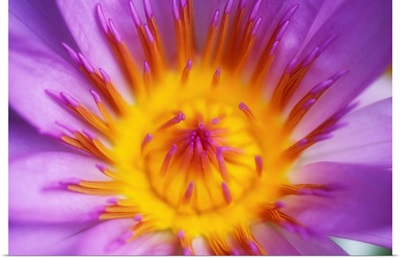 Purple Water Lily Blossom With Yellow Center Detail