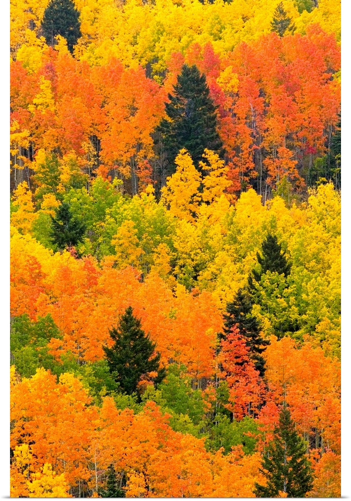 Vertical photograph from the National Geographic Collection of a vibrant, dense forest of quaking Aspen trees (Populus tre...