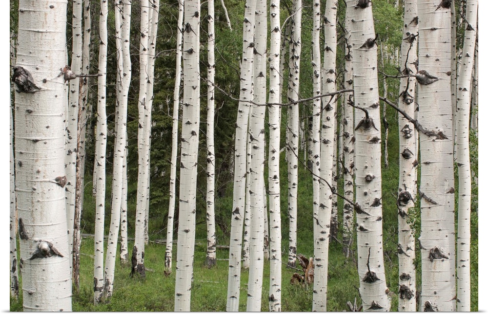 Quaking aspen tree trunks (Populus tremuloides) in a woodland in Yellowstone National Park, Wyoming, United States of America
