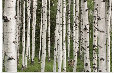 Quaking Aspen Tree Trunks In A Woodland In Yellowstone National Park, Wyoming