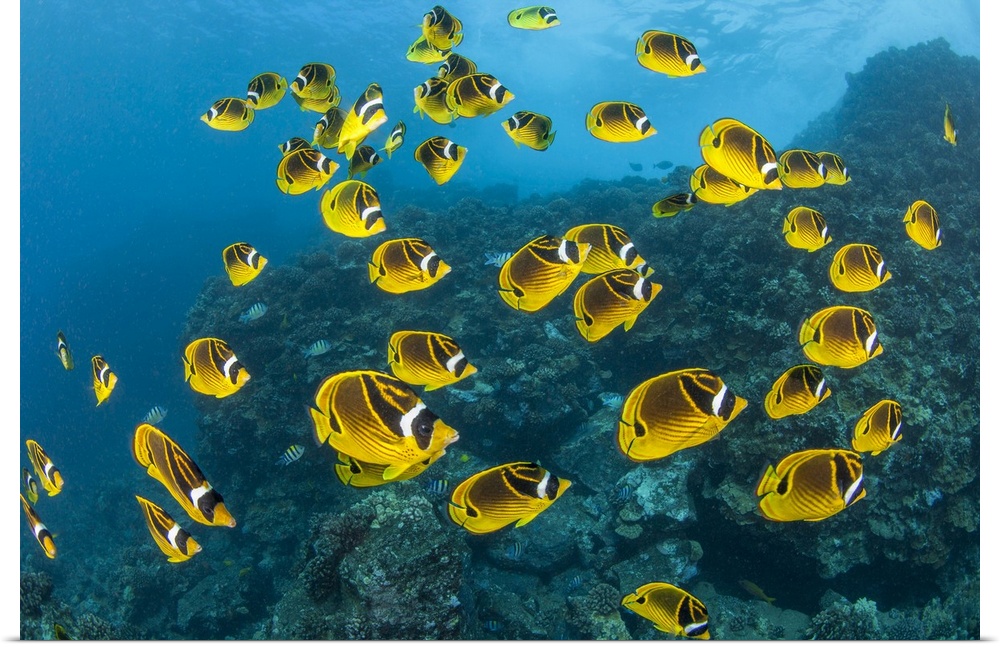 Raccoon butterflyfish (chaetodon lunula) can sometimes be found in large schools over the reef. Hawaii, united states of A...