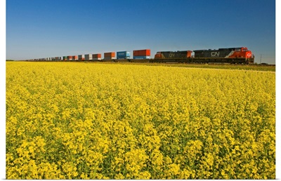Rail Cars Carrying Containers Passe A Canola Field, Manitoba, Canada