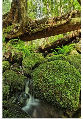 Rainforest in Avatar Grove near Tofino, British Columbia, Canada