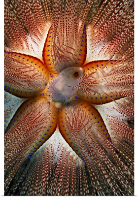 Rare Sighting Of A Blue-Spotted Sea Urchin; Maui, Hawaii