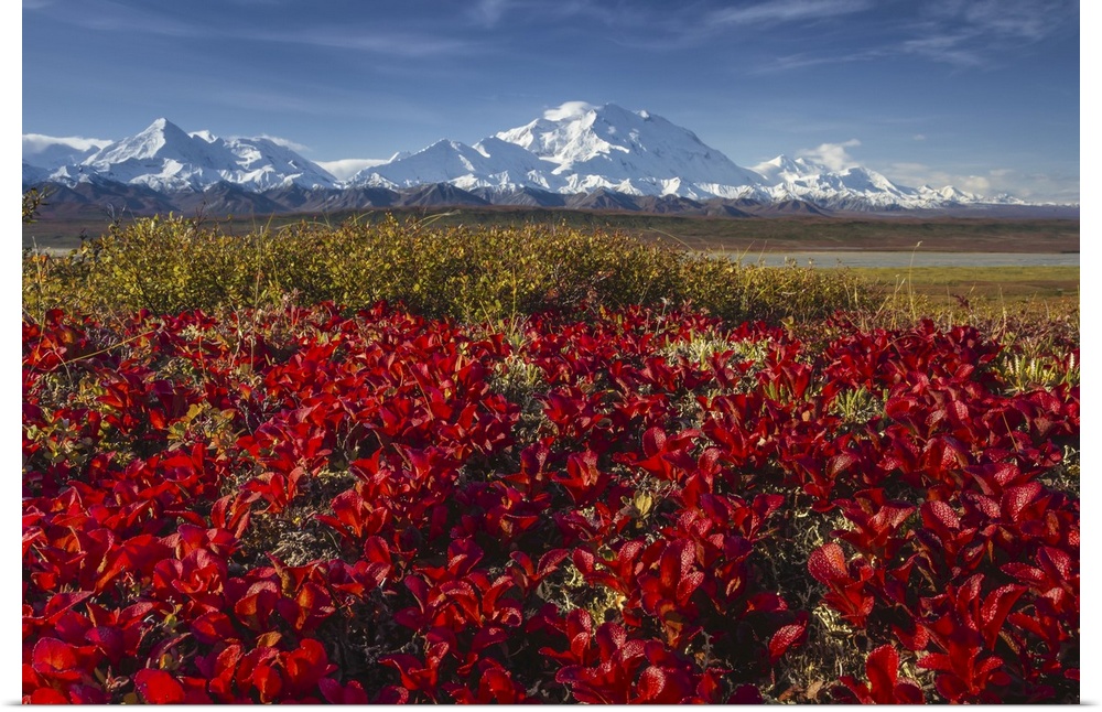 Red Alpine bearberry (Arctostaphylos alpina) and Denali, (20,310 feet high), aka Mount McKinley, is North America's talles...