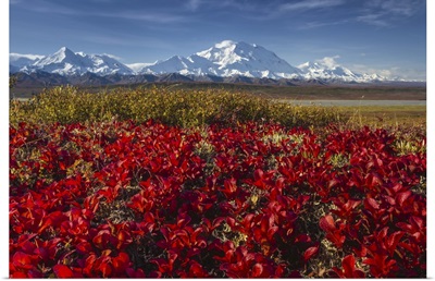 Red Alpine Bearberry And Denali, Denali National Park And Preserve, Alaska