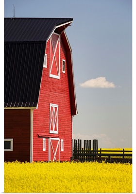 Red Barn In A Flowering Canola Field With Blue Sky, Alberta, Canada