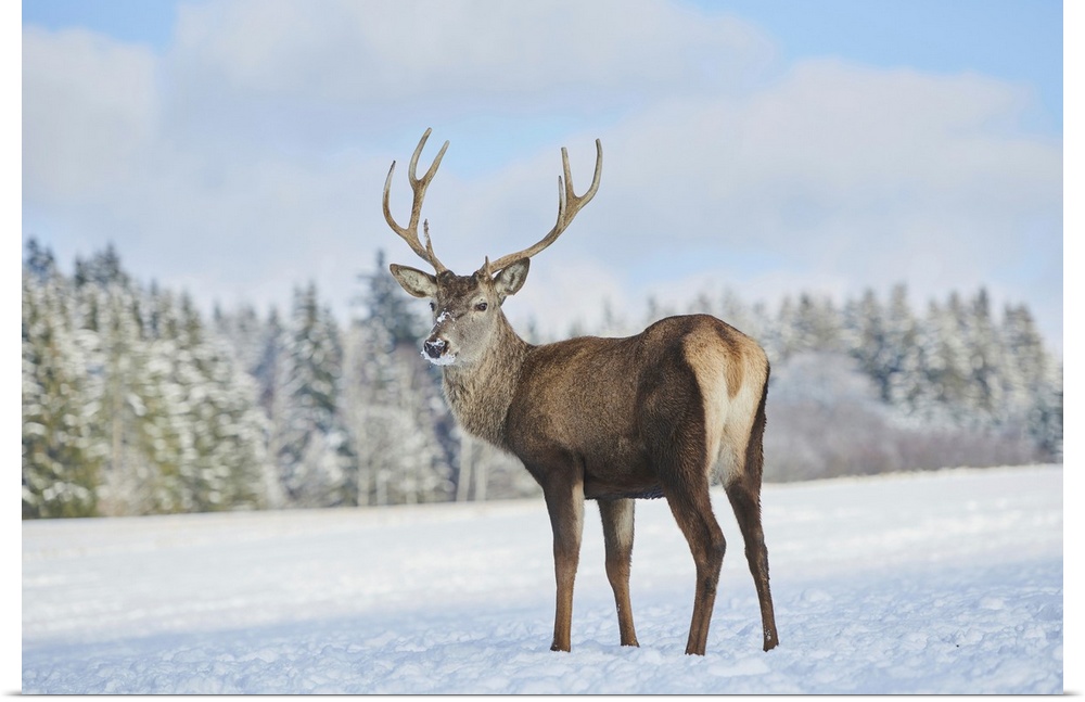 Red deer (Cervus elaphus) on a snowy meadow, Bavaria, Germany