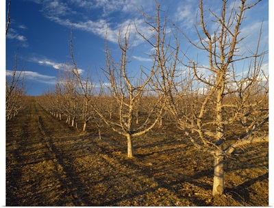 Red Delicious high density apple orchard in early Spring dormant stage
