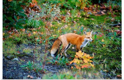 Red Fox, Fairbank Provincial Park, Ontario, Canada