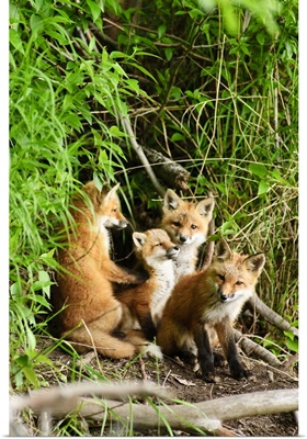 Red Fox Kits Playing Close To Their Den During Summer In Alaska