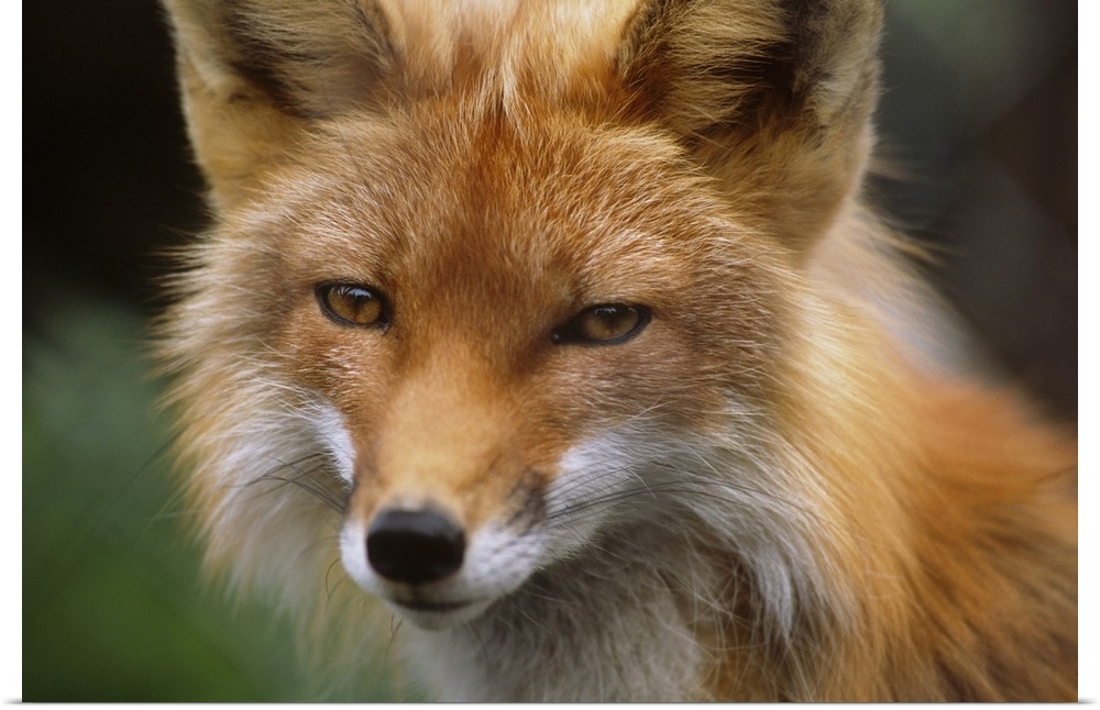 Captive: Close Up Of Red Fox At The Alaska Wildlife Conservation Center Along Turnagain Arm During Summer In Southcentral ...