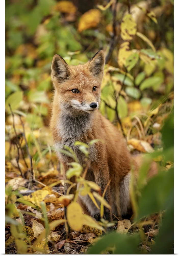 Red fox (vulpes vulpes) in the Campbell creek area, south-central Alaska, united states of America.