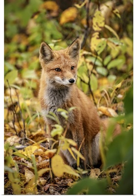 Red Fox (Vulpes Vulpes) In The Campbell Creek Area, South-Central Alaska