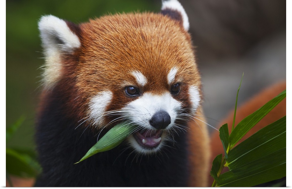 Red Panda  or shining cat, is a small arboreal mammal and the only species of the genus Ailurus; Guangdong, China