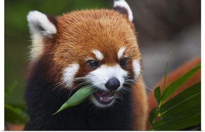 Red Panda, a small arboreal mammal, Guangdong, China