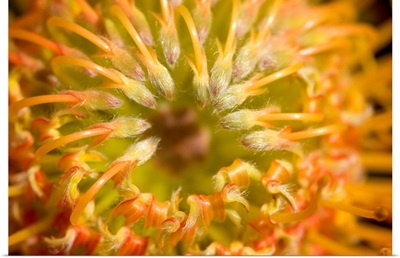 Red Pin Cushion Protea Blossom Or Leucospermum