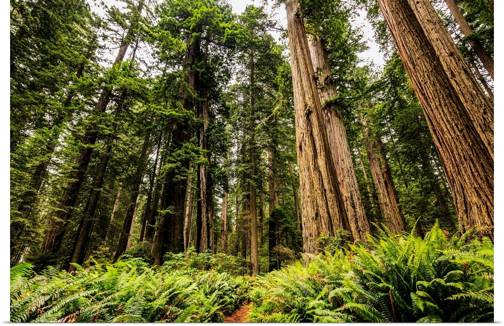 Redwood trees, Lady Bird Jonhson Grove, Redwood National and State Parks; California, United States of America