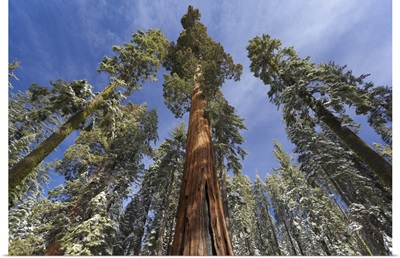 Redwoods In Snow In Mariposa Grove, Yosemite National Park, California