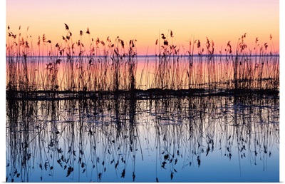 Reeds Reflected In Water At Dusk, Ile Saint-Bernard, Quebec, Canada