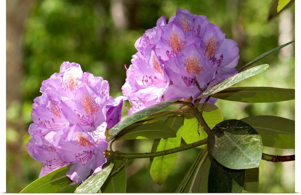 Rhododendron branches in bloom.