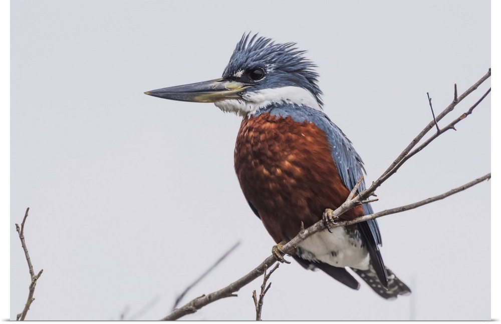 Ringed Kingfisher (Megaceryle Torquata) Perched On Branch Facing Left; Mato Grotto Do Sol, Brazil