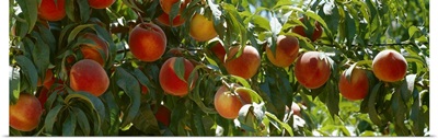 Ripe peaches on the tree, ready for harvest, Fresno County, California