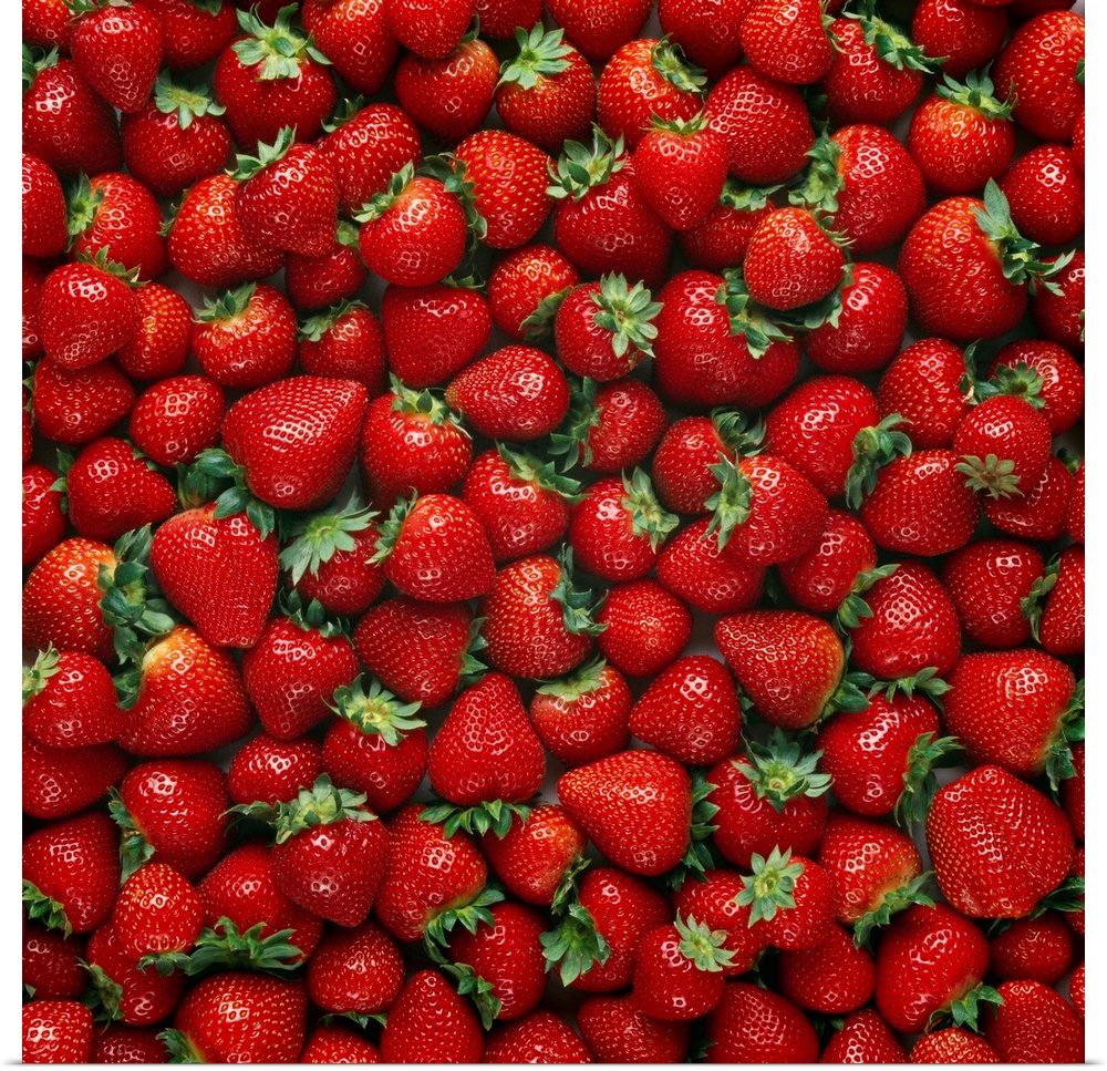 Ripe strawberries, Monterey County, California