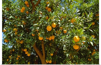 Ripe Valencia oranges on the tree, ready for harvest