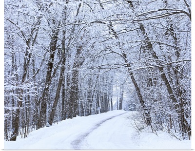 Road Across Snow-Covered Forest, Saint-Adrien-D'irlande, Quebec, Canada