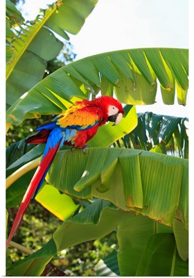 Roatan, Bay Islands, Honduras, A Scarlet Macaw
