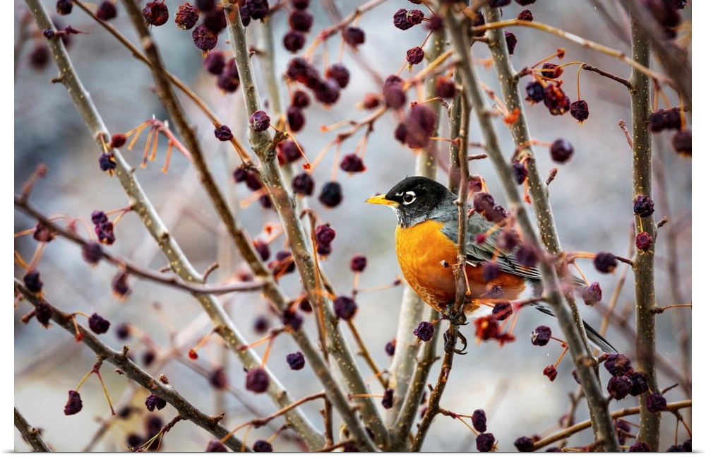 Robin sitting on an apple tree branch with dried small apples; Calgary, Alberta, Canada