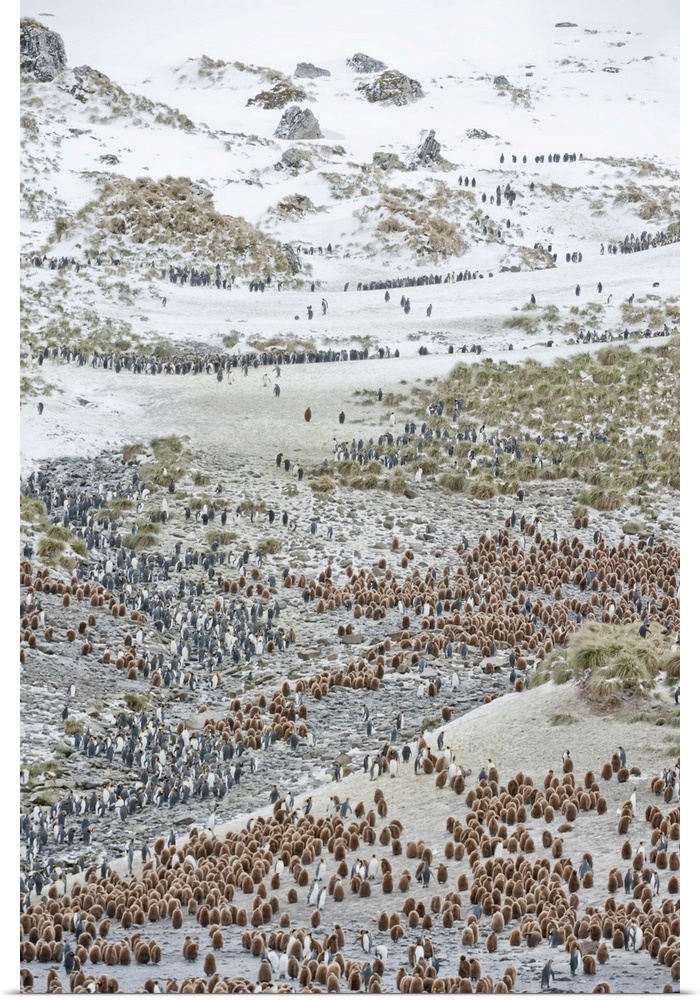Rookery of hundreds of king penguins (Aptenodytes patagonicus) on the rocky landscape and beach of South Georgia Island du...