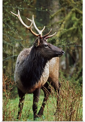 Roosevelt Elk (Cervus Canadensis Roosevelti); Olympic National Park, Washington