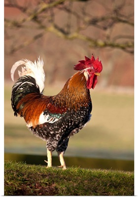 Rooster, Northumberland, England